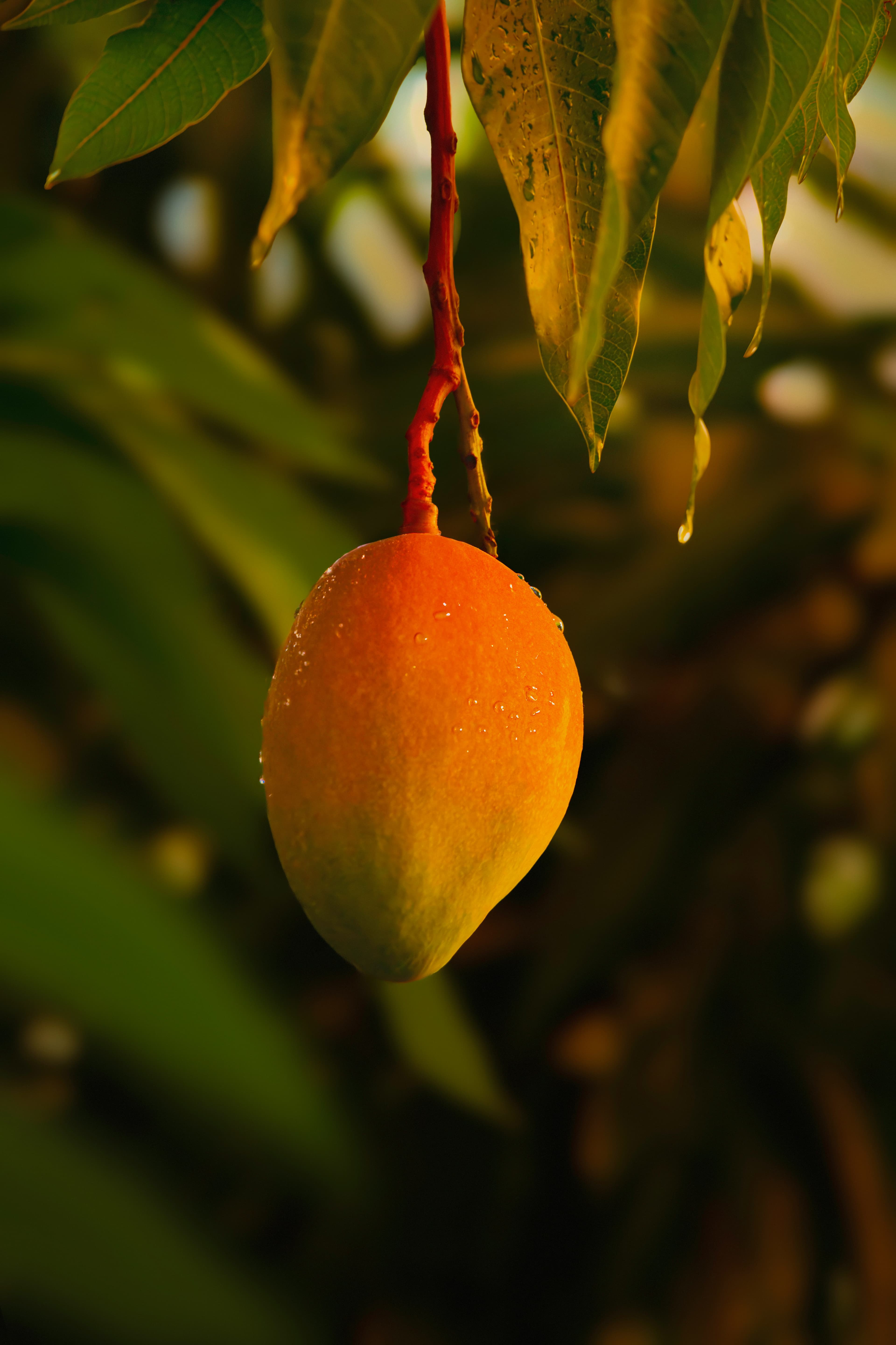 Mango Orchard