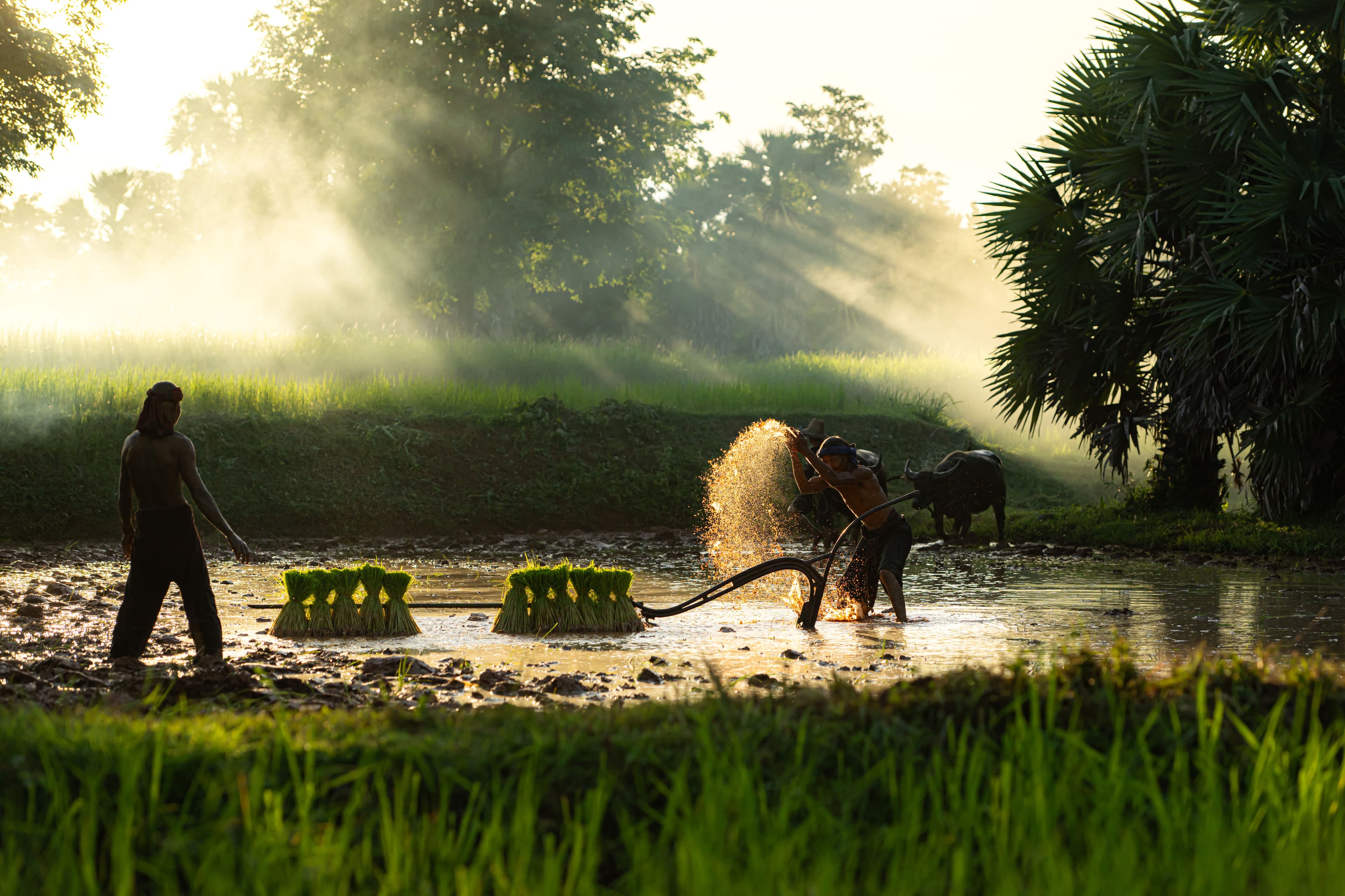 Sourcing from Trusted Farms